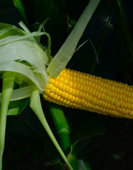 スイートコーン収穫